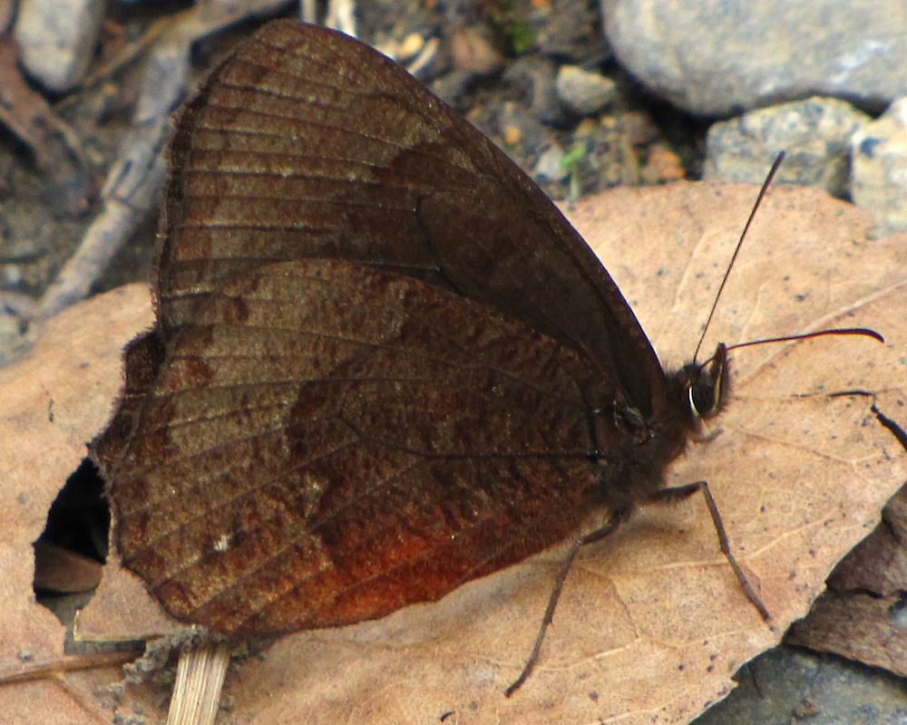 Pedaliodes