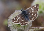 Muschampia