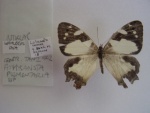Подтриба: Lethina

	Aphysoneura