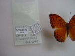 Pseudargynnis