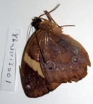 Xanthotaenia