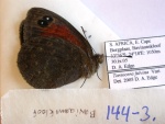 Tarsocera