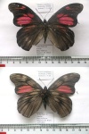 Penetes
