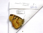 Patsuia