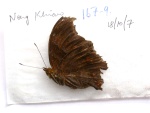 Rhinopalpa