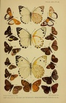 Tsitana