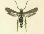 Negotinthia