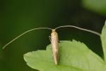 Nematopogon