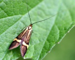 Nemophora