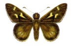 Neohesperilla