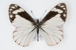Neophasia