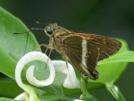 Niconiades