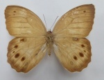 Ninguta