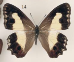 Nirvanopsis