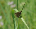 Wallengrenia
