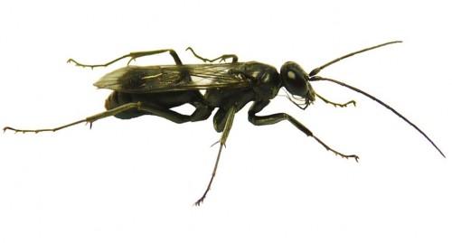 Nvid-5