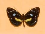 Elzunia