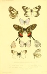 Sinopieris