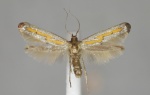Ochromolopis