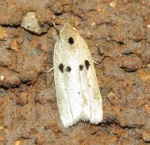 Euteles