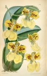 Marshalliana