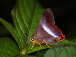 Bibasis