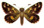 Oreisplanus