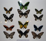 Ornithoptera
