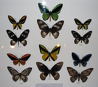 Ornithoptera (Род)