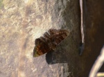 Pachyneuria