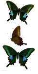 Polyctor