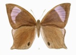 Parantirrhoea