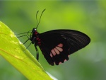 Parides
