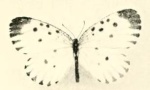 Pentila