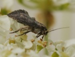 Phaulernis