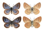 Maculinea