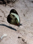 Pieriballia