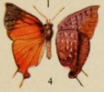 Lipaphnaeus