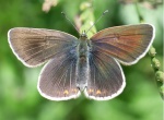 Eumedonia