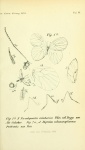 Pseudopontia