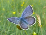 Cyaniris