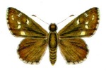 Proeidosa