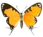 Pseudaletis