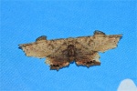 Pseuderosia