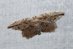 Euphalacra