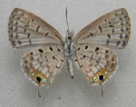 Pseudochrysops
