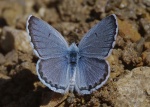 Pseudophilotes