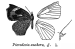 Pterodecta