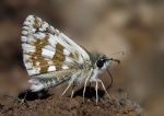 Pyrgus