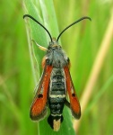 Synansphecia